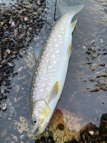 アメマスの釣果