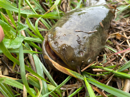 ナマズの釣果