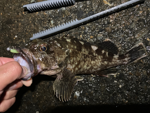 ガシラの釣果