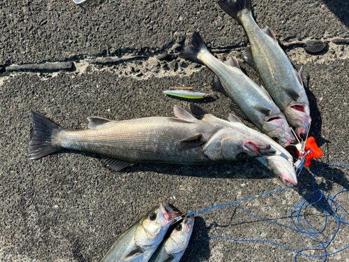 シーバスの釣果