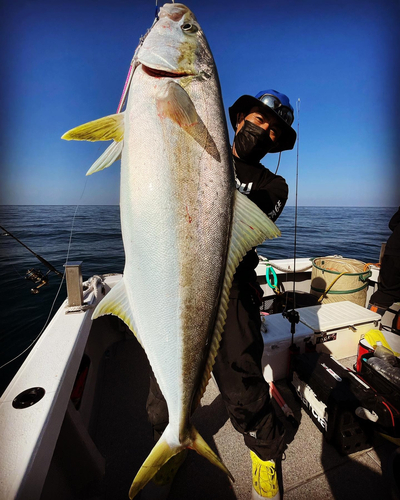 ヒラマサの釣果