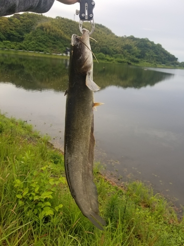 ナマズの釣果