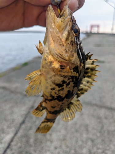 タケノコメバルの釣果