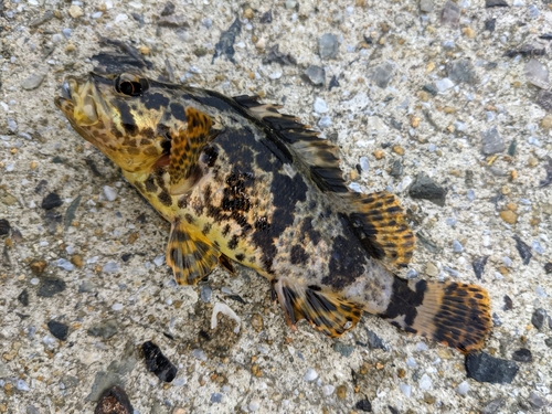 タケノコメバルの釣果