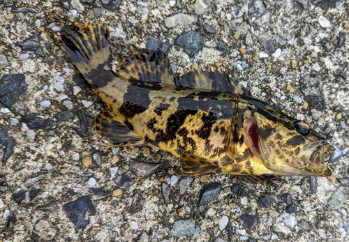 タケノコメバルの釣果