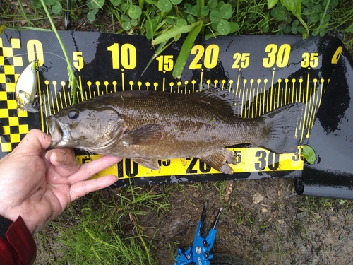 スモールマウスバスの釣果