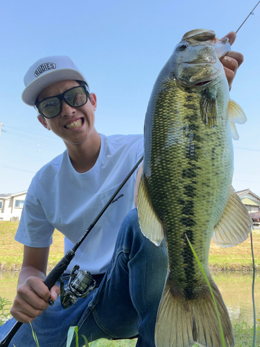 ブラックバスの釣果