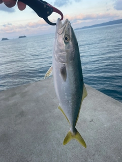 ハマチの釣果