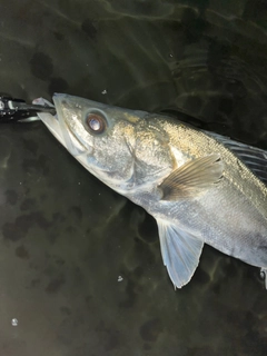 スズキの釣果