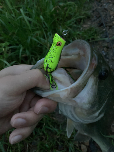 ブラックバスの釣果