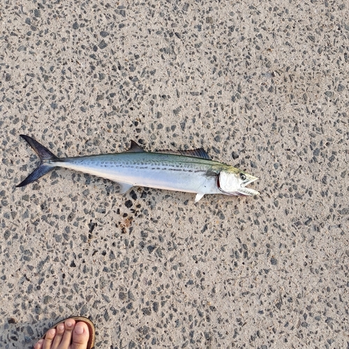 サゴシの釣果