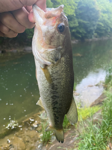 ラージマウスバスの釣果