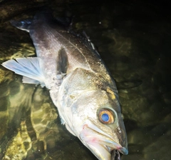 スズキの釣果