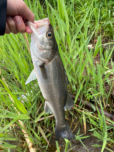 スズキの釣果