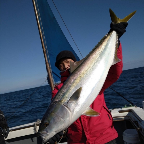 ヤズの釣果