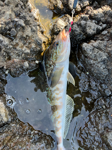 ホッケの釣果