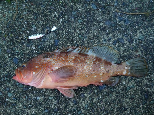 アコウの釣果