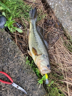 ブラックバスの釣果