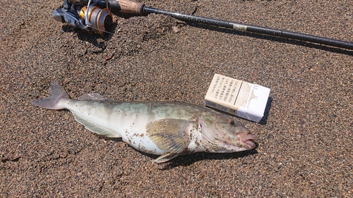 ホッケの釣果