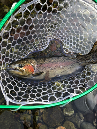 ニジマスの釣果