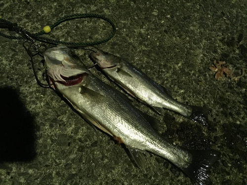 シーバスの釣果