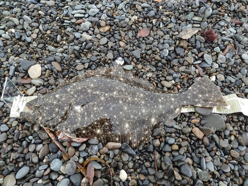 ヒラメの釣果