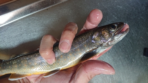 イワナの釣果