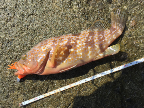 キジハタの釣果