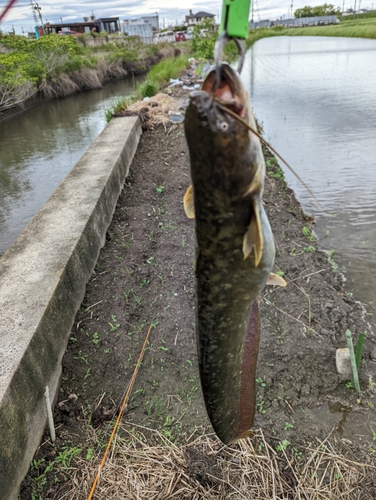 ナマズの釣果