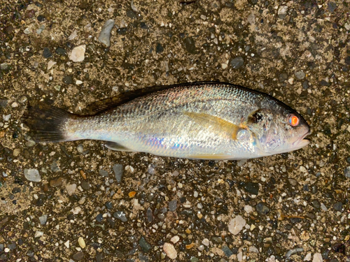 イシモチの釣果