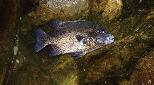 イシガキダイの釣果