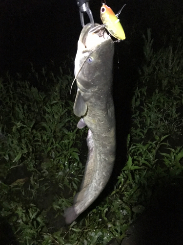 マナマズの釣果