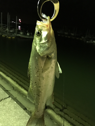 タイリクスズキの釣果