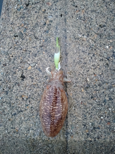 コウイカの釣果