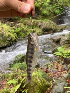 アマゴの釣果