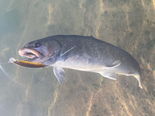 イワナの釣果