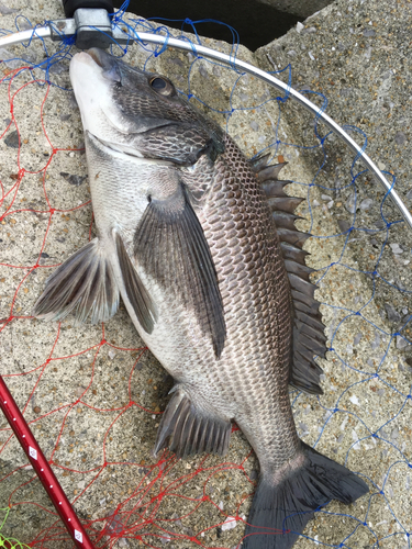 チヌの釣果