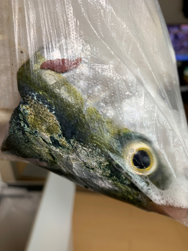 ハマチの釣果