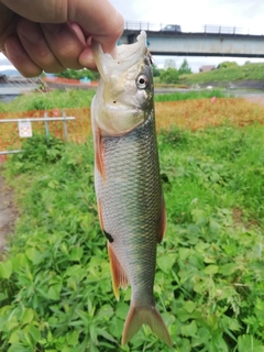 ハスの釣果