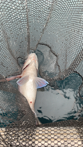 タイの釣果