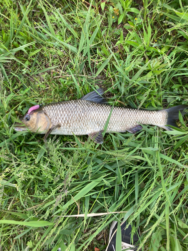 ニゴイの釣果