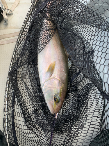 カンパチの釣果