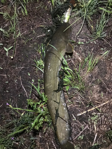 マナマズの釣果