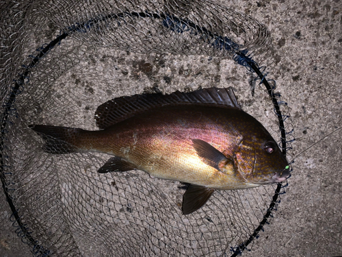 コロダイの釣果