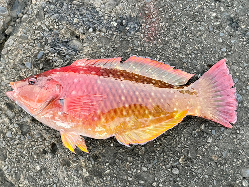 アカササノハベラの釣果