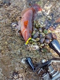 アカササノハベラの釣果