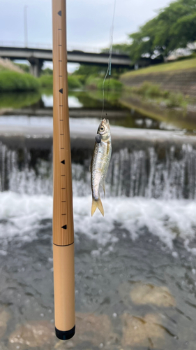 カワムツの釣果