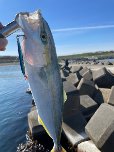 イナダの釣果