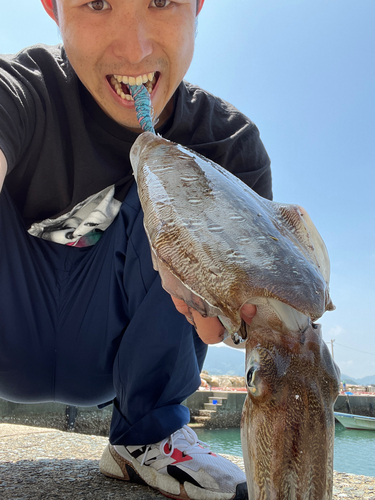 モンゴウイカの釣果