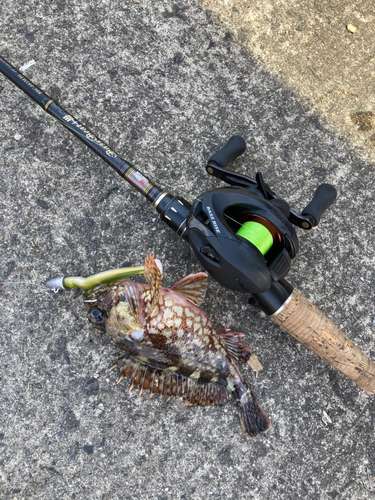 アラカブの釣果